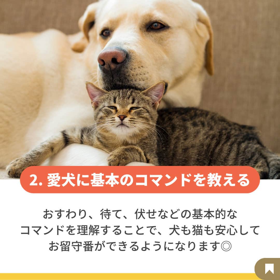 Furbo ドッグカメラさんのインスタグラム写真 - (Furbo ドッグカメラInstagram)「@furbo_japan 👈 他の投稿はこちらから  犬猫と一緒に暮らすための7つのコツ🐶🐱✨  #ゴールデンウィーク 中は各地で 保護犬猫の譲渡会も開催されています◎  「うちの子に兄弟がいたらいいな🥰」 と考えている方は、この機会に 譲渡会へ足を運んでみてくださいね🚶‍♀️💨  「うちは犬猫の多頭飼いファミリー！😍」 という方はコメントで教えてくださーい🐕💛  ＿＿＿＿＿＿＿＿＿＿＿＿＿＿＿＿＿＿＿＿＿＿  GWの間もペットのお留守番は 避けられない問題・・・  でも大丈夫！No.1ペットカメラの #Furbo ドッグカメラ 360°ビューに お任せください！💛  ✦ 回転360°ビューカメラ&自動追尾機能つき ✦ リモート操作可能のおやつ機能 ✦ カラーモードを新たに搭載した暗視機能 ✦ 超クリアな双方向会話で愛犬とおしゃべり 　　　　　　　　　　　　　　　　etc… 最安値プランは公式サイト限定🤭  プロフィールのリンクから まずは価格を比較してみてね🐶🐱✨ ▶︎ @furbo_japan   #Furbo #ファーボ #犬猫 #犬と猫 #犬と猫のいる暮らし #犬猫のいる暮らし #犬と猫のいる生活 #犬と猫と暮らす #犬猫多頭飼い #多頭飼いの幸せ」5月3日 19時06分 - furbo_japan