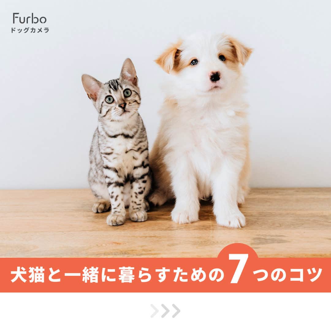 Furbo ドッグカメラのインスタグラム：「@furbo_japan 👈 他の投稿はこちらから  犬猫と一緒に暮らすための7つのコツ🐶🐱✨  #ゴールデンウィーク 中は各地で 保護犬猫の譲渡会も開催されています◎  「うちの子に兄弟がいたらいいな🥰」 と考えている方は、この機会に 譲渡会へ足を運んでみてくださいね🚶‍♀️💨  「うちは犬猫の多頭飼いファミリー！😍」 という方はコメントで教えてくださーい🐕💛  ＿＿＿＿＿＿＿＿＿＿＿＿＿＿＿＿＿＿＿＿＿＿  GWの間もペットのお留守番は 避けられない問題・・・  でも大丈夫！No.1ペットカメラの #Furbo ドッグカメラ 360°ビューに お任せください！💛  ✦ 回転360°ビューカメラ&自動追尾機能つき ✦ リモート操作可能のおやつ機能 ✦ カラーモードを新たに搭載した暗視機能 ✦ 超クリアな双方向会話で愛犬とおしゃべり 　　　　　　　　　　　　　　　　etc… 最安値プランは公式サイト限定🤭  プロフィールのリンクから まずは価格を比較してみてね🐶🐱✨ ▶︎ @furbo_japan   #Furbo #ファーボ #犬猫 #犬と猫 #犬と猫のいる暮らし #犬猫のいる暮らし #犬と猫のいる生活 #犬と猫と暮らす #犬猫多頭飼い #多頭飼いの幸せ」