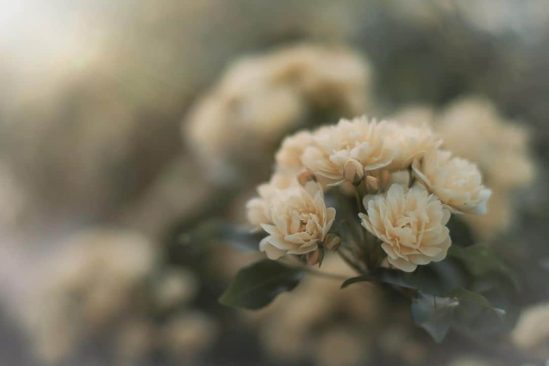 花の写真館のインスタグラム：「Photo by Asuka Hirose. . Original Post[投稿いただいたURL] https://www.facebook.com/photo.php?fbid=739020344591207 . 本アカウントは、 #私の花の写真 をつけてInstagramに投稿された皆さまの花の写真や、「花の写真館」Facebookページで投稿された花の写真を紹介します。 「花の写真館」Facebookページは、「 @floral.photograph 」のプロフィールにあるURLからご覧ください。 . ※各種法令、マナー、関係者の指示に従った撮影をお願いします。 *Please ensure that your photography adheres to all relevant laws, etiquette, and instructions issued by authorized persons. ※本アカウントは東京カメラ部がFacebook、Instagramのサービスを利用して運営しているもので、Meta社・Instagramとは一切関係ありません。 . #花の写真館 #floralphotograph #floralphoto #flower #flowers Follow: @floral.photograph」