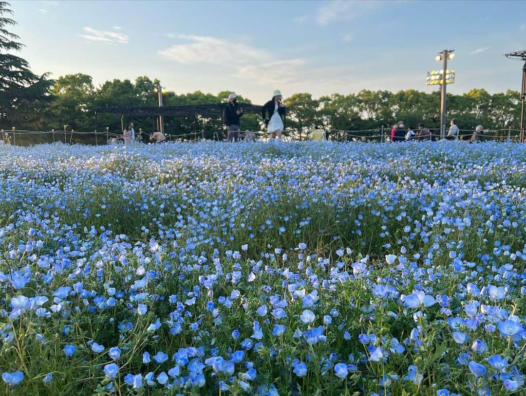 西尾菜々美さんのインスタグラム写真 - (西尾菜々美Instagram)「GWで賑わうナガシマスパーランドを取材＆中継🤭🎢  ギネス級のジェットコースター、スチールドラゴンは最大4時間。白鯨は最大3時間待ちと大盛況でした🥹!!  東海3県からはもちろん。 日本全国、海外からも沢山いらっしゃっています🤍  “日常”を取り戻した皆さんが心から楽しんでいる瞬間を見られて胸がいっぱいに😌☀️  なばなの里ではGWにネモフィラが 最も美しい見頃を迎えています🪻  家族でワイワイ、友達とキャッキャ、カップルで肩を寄せ合って花道を歩く姿にほっこり☺️  残りの連休も楽しんでください♡  #メーテレ #アップ  #ナガシマリゾート #ナガシマスパーランド #なばなの里 #ネモフィラ #遊園地 #ジェットコースター #スチールドラゴン #GW #三重県 #桑名市 #三重観光」5月3日 19時40分 - nanami_nishio