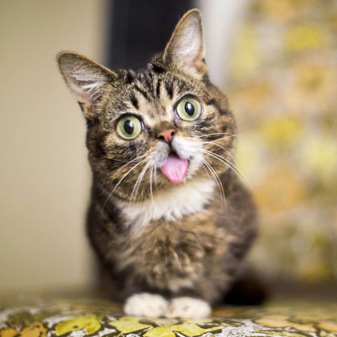 Lil BUBのインスタグラム：「Pretty exciting news! The "Lil BUB: The Earth Years" Commemorative Book, along with the entire collection of books designed by our friend Aaron at @melodicvirtue, has been added to the library and permanent archives in the @cooperhewitt Smithsonian Design Museum.  They described the collection as "great resources for graphic design, material culture, and visual inspiration".  The last copies of the book are available and on sale with free shipping at the link in BUB's bio, and they won't ever be reprinted. Use discount code BUBOOK for free shipping when buying a copy of the book!  #lilbub #goodjobbub #goodjobaaron」