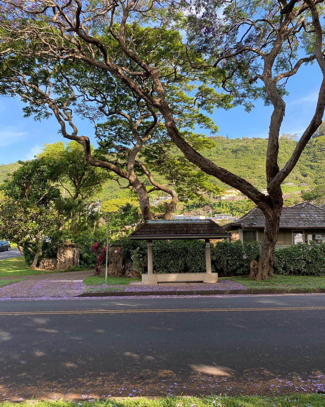工藤まやのインスタグラム：「朝の散歩が気持ちいい。 ジャカランダのバス停。 ご近所さんからもらうライム。  これからのシーズン、花は綻び、果実は実る。  海外旅行のいろんな制約が解禁の今、ぜひハワイにお越しくださいね。  #ハワイ #マノア #hawaii #ハワイ旅行」