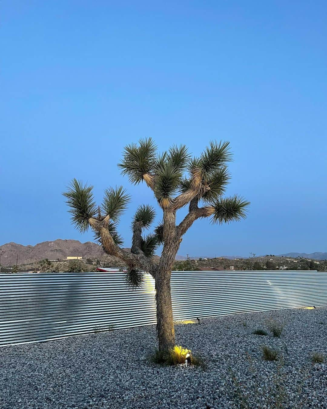 Avalon Dawnさんのインスタグラム写真 - (Avalon DawnInstagram)「Joshua Tree Weekend」5月4日 5時36分 - avalondawn