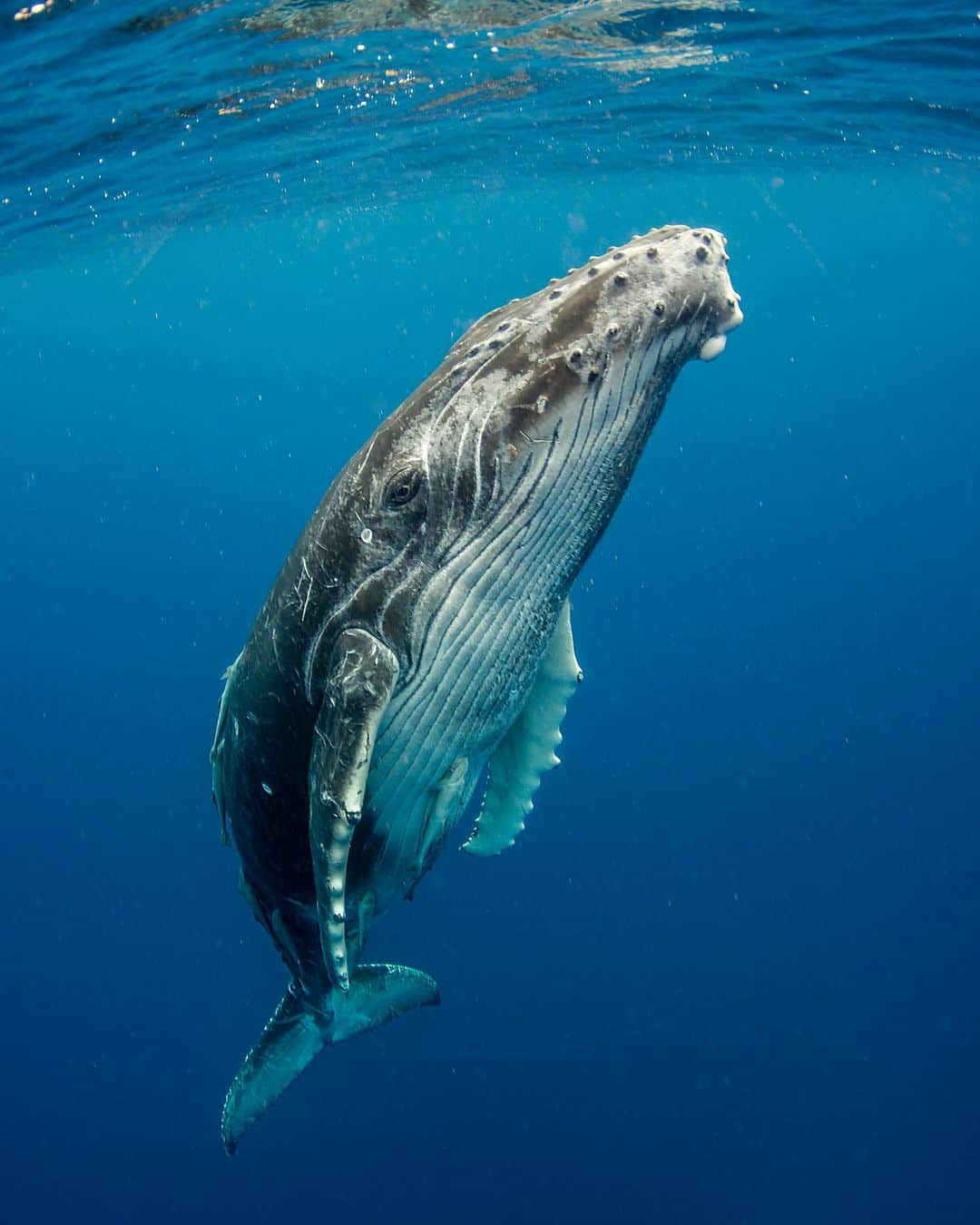 アニマルプラネットさんのインスタグラム写真 - (アニマルプラネットInstagram)「A humpback whale calf 🐳  They can grow to be up to 66,000 pounds in adulthood!   #Wildlife #WildlifePhotography #Whale #HumpbackWhale」5月3日 22時00分 - animalplanet