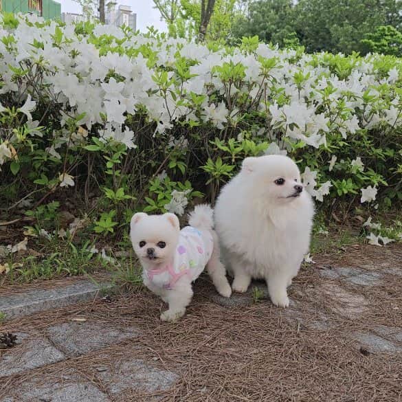 のインスタグラム：「. 머쓱😅 . 오늘은 시스템창호 보러다려왔어요 . 짐 우리집이 창문을 닫아도 엄청 시끄러워서 그동안 스트레스 많이 받았었거등요ㅠㅠ 바로옆이 8차선 도로라... 덤프트럭이 많이 다셔서... 배달 오토바이가 많아서라고 생각했는데 샷시가 후져서 였다니ㅋㅋㅋㅋ 대반전 . 튼튼하고 예쁜 창호로 고르고 왔어용 우리집은 단열이 중요하니까 .」