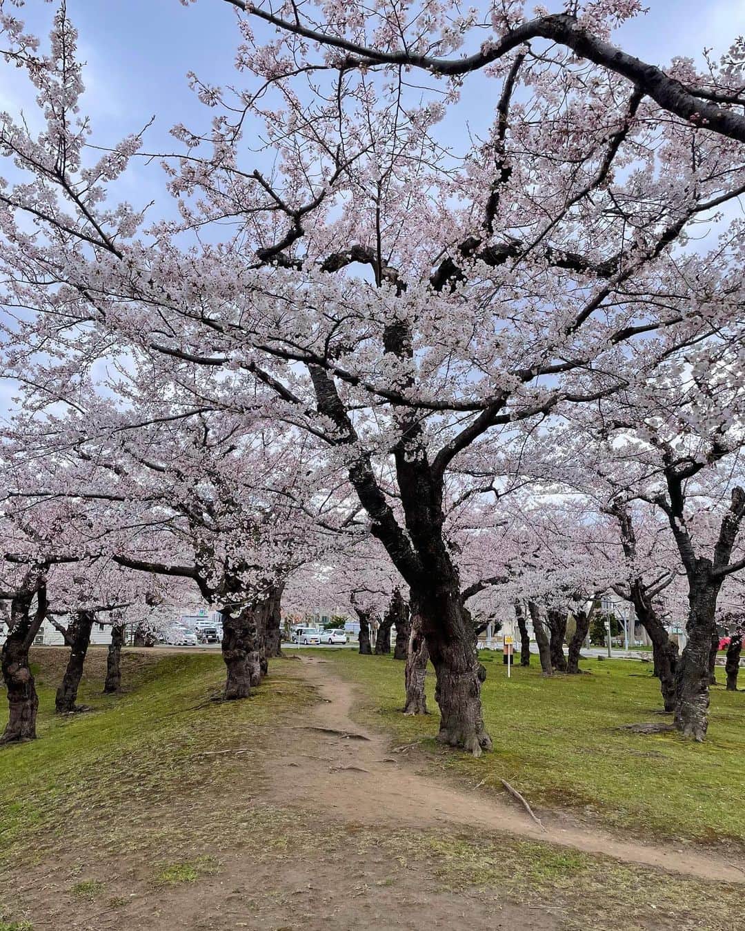 MICHIRUさんのインスタグラム写真 - (MICHIRUInstagram)「五稜郭公園の桜🌸 今年は東京でも函館でもお花見できた〜嬉しい👯‍♀️✨」5月3日 22時18分 - mcrun_rr