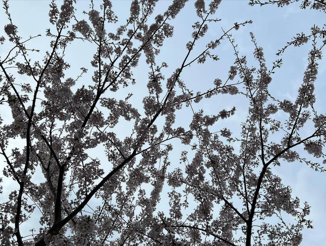 日下裕江さんのインスタグラム写真 - (日下裕江Instagram)「桜満開の五稜郭公園🌸  星型に咲いた桜がすごくキレイ❀.*･ﾟ  桜の木の高さも低くて花が近いのが凄く良いし、  丘に登ると上から桜を眺められるのも凄くいい👍  桜の時期に来れて良かった✨  #五稜郭公園の桜 #五稜郭公園 #五稜郭 #五稜郭タワー #桜 #桜祭り #函館 #北海道 #japan」5月3日 22時30分 - hiroe___h