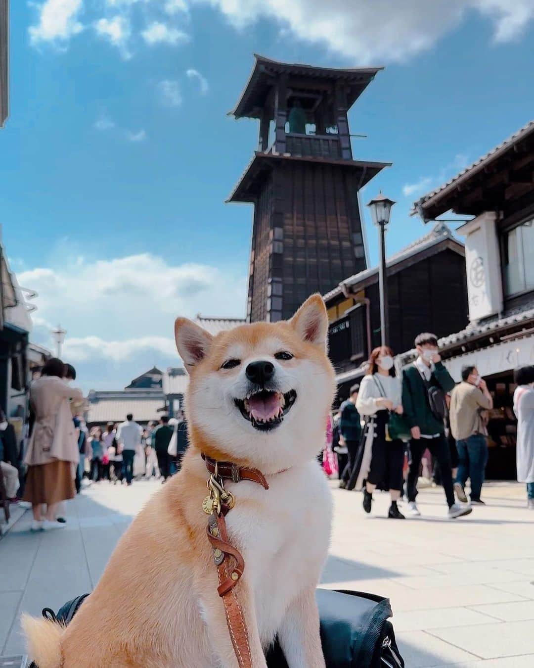 豆柴にこちゃんのインスタグラム