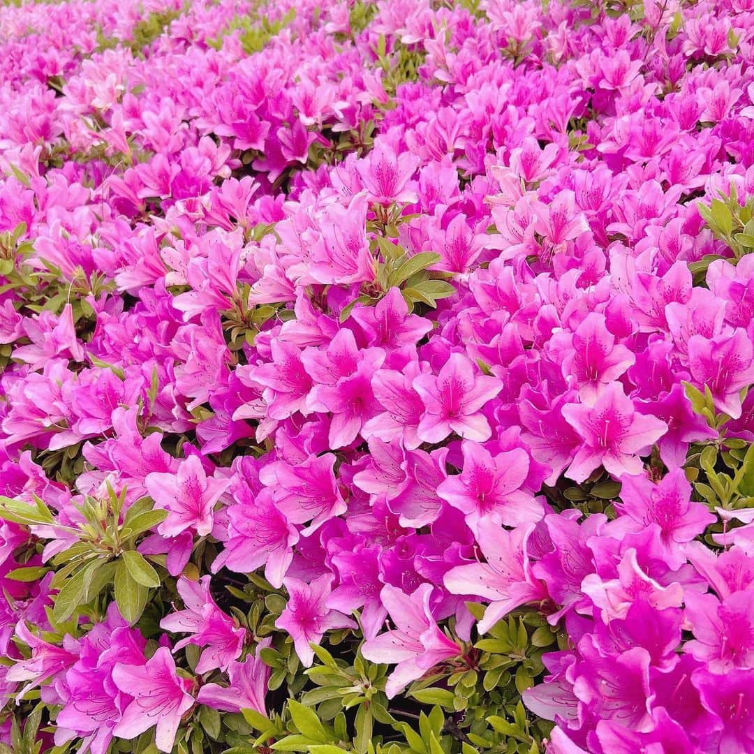 三宅裕貴さんのインスタグラム写真 - (三宅裕貴Instagram)「⭐️ 岡山市南区の歩道にあるツツジが綺麗に剪定されていたので撮影しました。 (ツツジの近所の方々のこと考えたら剪定感が分かりにくい写真になりました。南区に多い花です。) 花が綺麗なだけでなく見渡しが良いから低木のツツジなんだと(撮影中に)感心しました。  #ツツジ #azalea #진달래 #つつじ #ゴールデンウィーク #5月3日  #綺麗 #beautiful #예쁜 #可愛い #花 #はな #歩道 #sidewalk #보도 #岡山市南区 #実り区 #岡山 #okayama #오카야마 #おかやま」5月3日 23時05分 - yuhkimiyakeevo