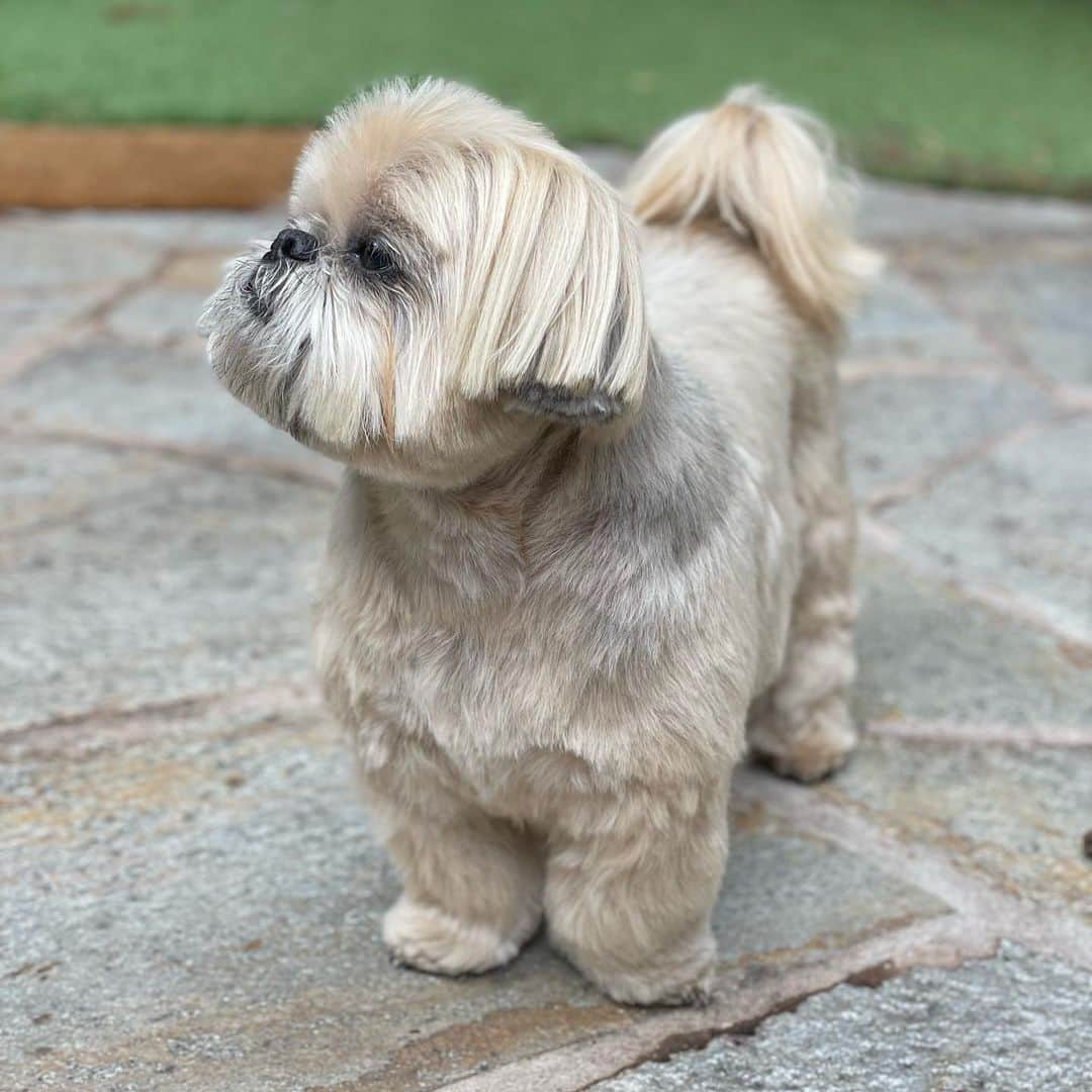 Dougie the Shih Tzuのインスタグラム：「Check the fit.」