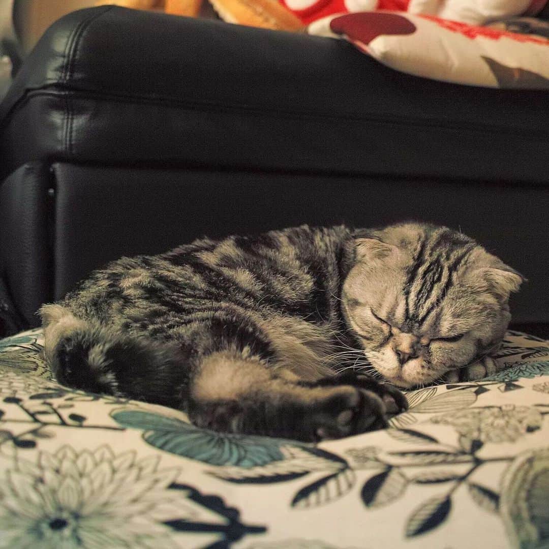 Shishi-maruさんのインスタグラム写真 - (Shishi-maruInstagram)「【お知らせ】 ねこのきもちWEBMAGAZINEで連載中の「渋ネコししまるさん」は5月末で終了します。4年間、ありがとうございました。ししまるは元気です👍残り1ヶ月、よろしくお願い致します🐈 「さようなら！連載も残すところあと一ヶ月」のお話、お楽しみください。 【渋ネコししまるさん】#198｜ねこのきもちWEB MAGAZINE https://cat.benesse.ne.jp/lovecat/content/?id=151395  🐱My essay about Shishi-maru is serialized in a weekly magazine.  ーーーーーーーーーーーーー 🌺「渋ネコ ししまるさん」ねこのきもちWEB MAGAZINE にて毎週金曜日エッセイの連載中 ーーーーーーーーーーー 📕「ぷっちねこ。」「3匹のちいさな猫を召喚できたなら」「ちいさな猫を召喚できたなら」徳間書店より単行本発売中 ーーーーーーーーーーー ⭐︎ねこ漫画→@tacos_cat 🌺Twitter →@taco_emonemon ーーーーーーーーーーー」5月3日 23時34分 - emonemon