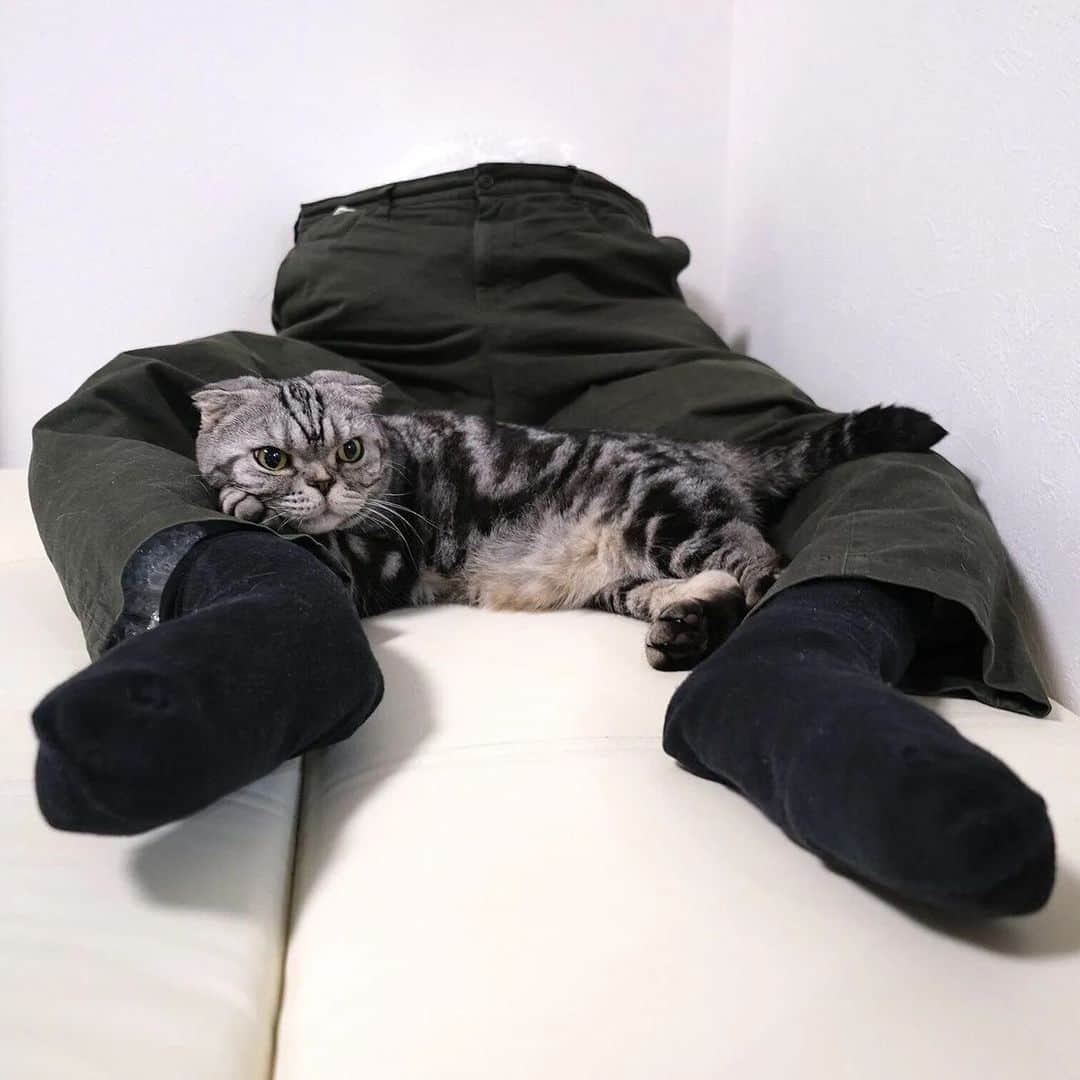 Shishi-maruさんのインスタグラム写真 - (Shishi-maruInstagram)「【お知らせ】 ねこのきもちWEBMAGAZINEで連載中の「渋ネコししまるさん」は5月末で終了します。4年間、ありがとうございました。ししまるは元気です👍残り1ヶ月、よろしくお願い致します🐈 「さようなら！連載も残すところあと一ヶ月」のお話、お楽しみください。 【渋ネコししまるさん】#198｜ねこのきもちWEB MAGAZINE https://cat.benesse.ne.jp/lovecat/content/?id=151395  🐱My essay about Shishi-maru is serialized in a weekly magazine.  ーーーーーーーーーーーーー 🌺「渋ネコ ししまるさん」ねこのきもちWEB MAGAZINE にて毎週金曜日エッセイの連載中 ーーーーーーーーーーー 📕「ぷっちねこ。」「3匹のちいさな猫を召喚できたなら」「ちいさな猫を召喚できたなら」徳間書店より単行本発売中 ーーーーーーーーーーー ⭐︎ねこ漫画→@tacos_cat 🌺Twitter →@taco_emonemon ーーーーーーーーーーー」5月3日 23時34分 - emonemon