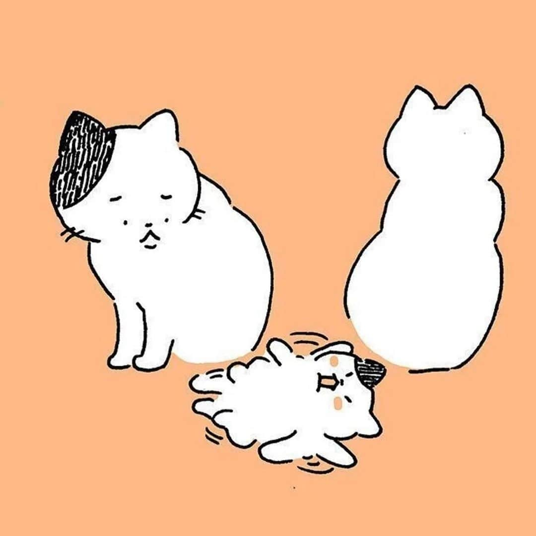 Shishi-maruさんのインスタグラム写真 - (Shishi-maruInstagram)「【お知らせ】 ねこのきもちWEBMAGAZINEで連載中の「渋ネコししまるさん」は5月末で終了します。4年間、ありがとうございました。ししまるは元気です👍残り1ヶ月、よろしくお願い致します🐈 「さようなら！連載も残すところあと一ヶ月」のお話、お楽しみください。 【渋ネコししまるさん】#198｜ねこのきもちWEB MAGAZINE https://cat.benesse.ne.jp/lovecat/content/?id=151395  🐱My essay about Shishi-maru is serialized in a weekly magazine.  ーーーーーーーーーーーーー 🌺「渋ネコ ししまるさん」ねこのきもちWEB MAGAZINE にて毎週金曜日エッセイの連載中 ーーーーーーーーーーー 📕「ぷっちねこ。」「3匹のちいさな猫を召喚できたなら」「ちいさな猫を召喚できたなら」徳間書店より単行本発売中 ーーーーーーーーーーー ⭐︎ねこ漫画→@tacos_cat 🌺Twitter →@taco_emonemon ーーーーーーーーーーー」5月3日 23時34分 - emonemon