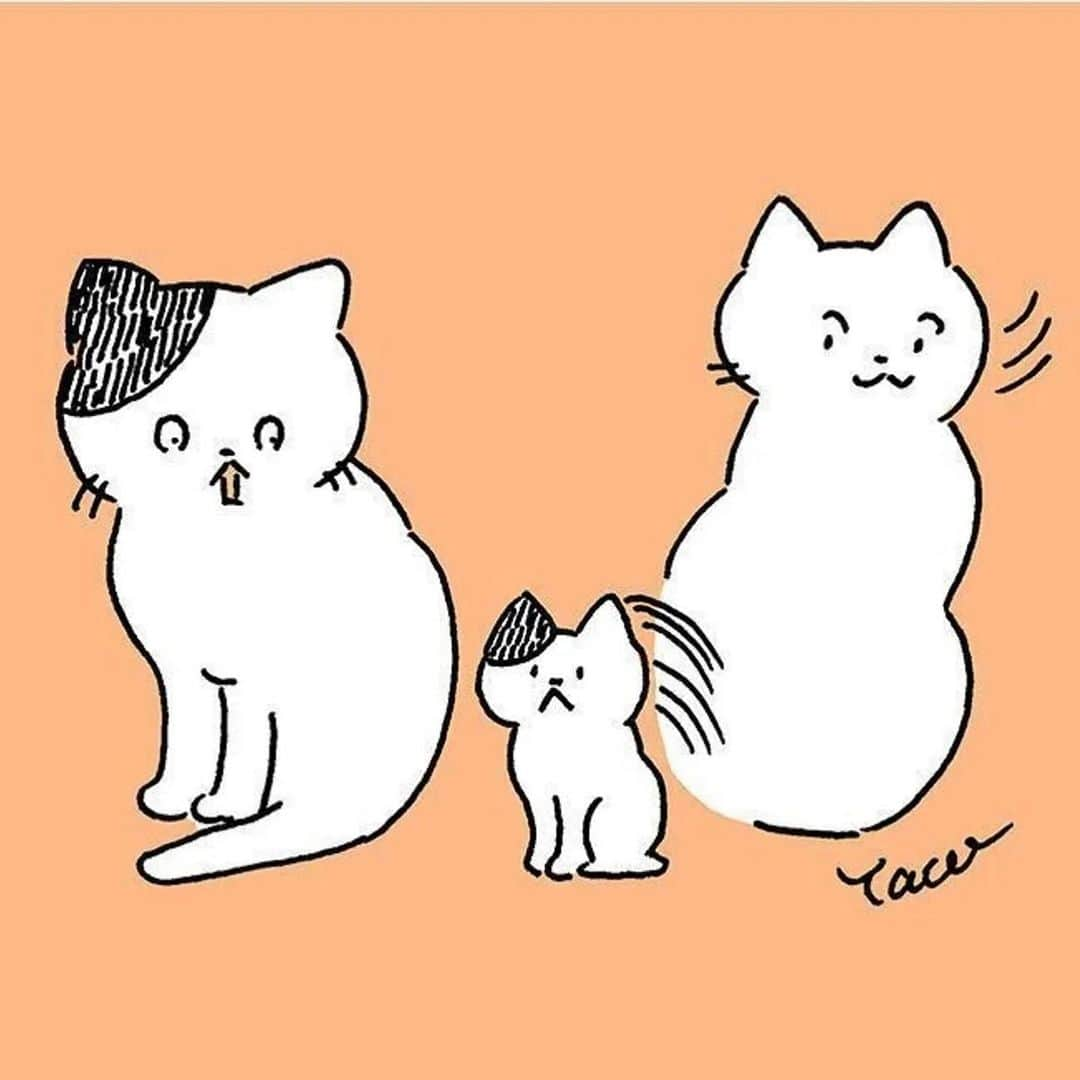 Shishi-maruさんのインスタグラム写真 - (Shishi-maruInstagram)「【お知らせ】 ねこのきもちWEBMAGAZINEで連載中の「渋ネコししまるさん」は5月末で終了します。4年間、ありがとうございました。ししまるは元気です👍残り1ヶ月、よろしくお願い致します🐈 「さようなら！連載も残すところあと一ヶ月」のお話、お楽しみください。 【渋ネコししまるさん】#198｜ねこのきもちWEB MAGAZINE https://cat.benesse.ne.jp/lovecat/content/?id=151395  🐱My essay about Shishi-maru is serialized in a weekly magazine.  ーーーーーーーーーーーーー 🌺「渋ネコ ししまるさん」ねこのきもちWEB MAGAZINE にて毎週金曜日エッセイの連載中 ーーーーーーーーーーー 📕「ぷっちねこ。」「3匹のちいさな猫を召喚できたなら」「ちいさな猫を召喚できたなら」徳間書店より単行本発売中 ーーーーーーーーーーー ⭐︎ねこ漫画→@tacos_cat 🌺Twitter →@taco_emonemon ーーーーーーーーーーー」5月3日 23時34分 - emonemon