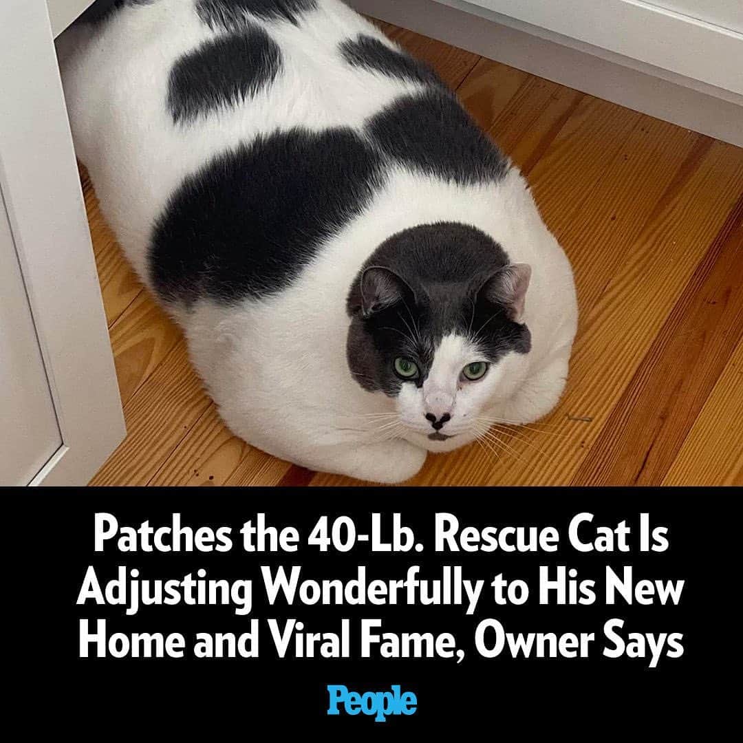 People Magazineさんのインスタグラム写真 - (People MagazineInstagram)「Patches is already making progress toward a healthier future. 🙏 The cat's first week at home included time birdwatching and playing with his new pet siblings — and the feline's new owner Kay Ford hopes that Patches' story encourages animal lovers to adopt their next pet and to consider older animals and those with special needs when visiting a shelter or rescue. ❤️ Read the full story at the link in our bio. | 📷: Courtesy of Patches' Journey」5月3日 23時47分 - people