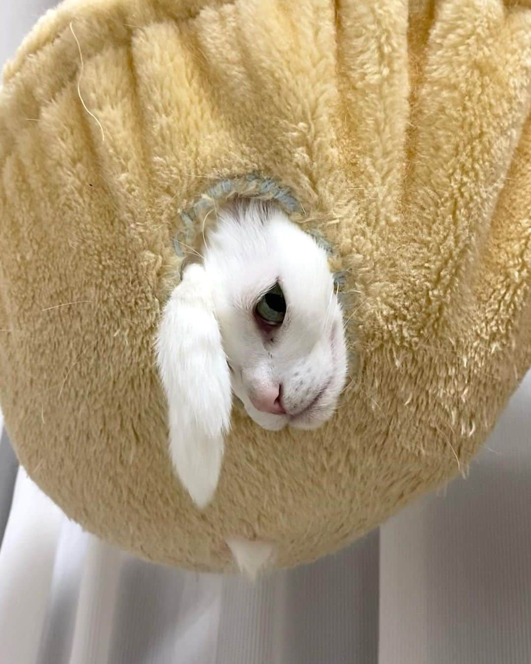 Aww Clubさんのインスタグラム写真 - (Aww ClubInstagram)「We all have that one weird friend  @uni.unagi  #meowed #cutecat #cat #sillycat #cattree #catbed #lazycat」5月4日 0時04分 - meowed