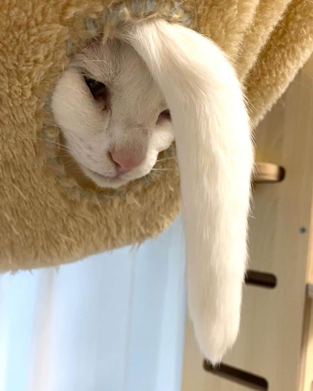 Aww Clubさんのインスタグラム写真 - (Aww ClubInstagram)「We all have that one weird friend  @uni.unagi  #meowed #cutecat #cat #sillycat #cattree #catbed #lazycat」5月4日 0時04分 - meowed