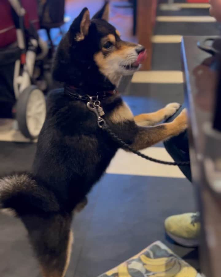 黒豆柴こむぎのグルメインスタ