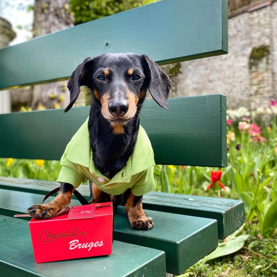 Crusoe the Celebrity Dachshundのインスタグラム：「“Life is like a box of chocolates.. You never get any because you’re a dog and they’ll kill ya..” 💝😶  ~ Crusoe」