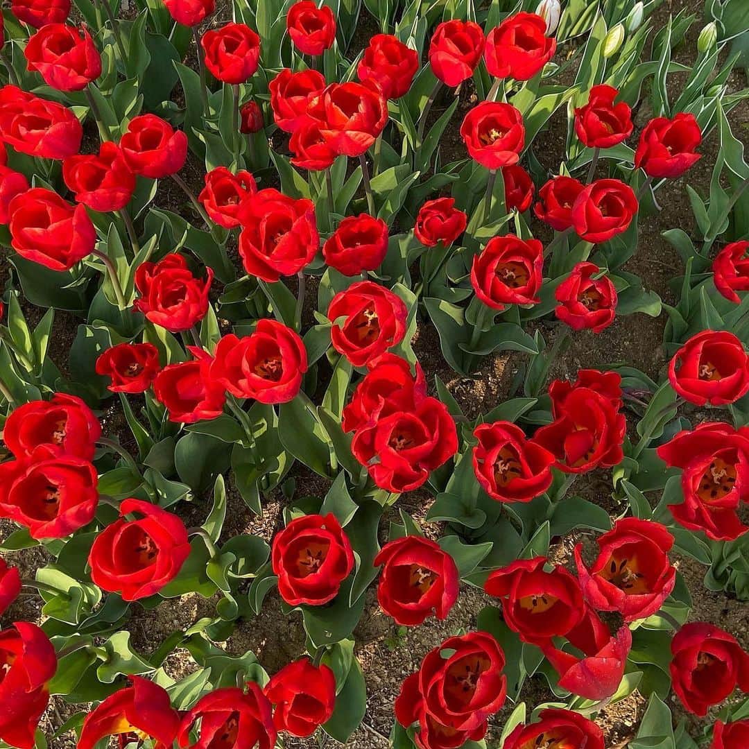 イ・ハウンのインスタグラム：「🥀」