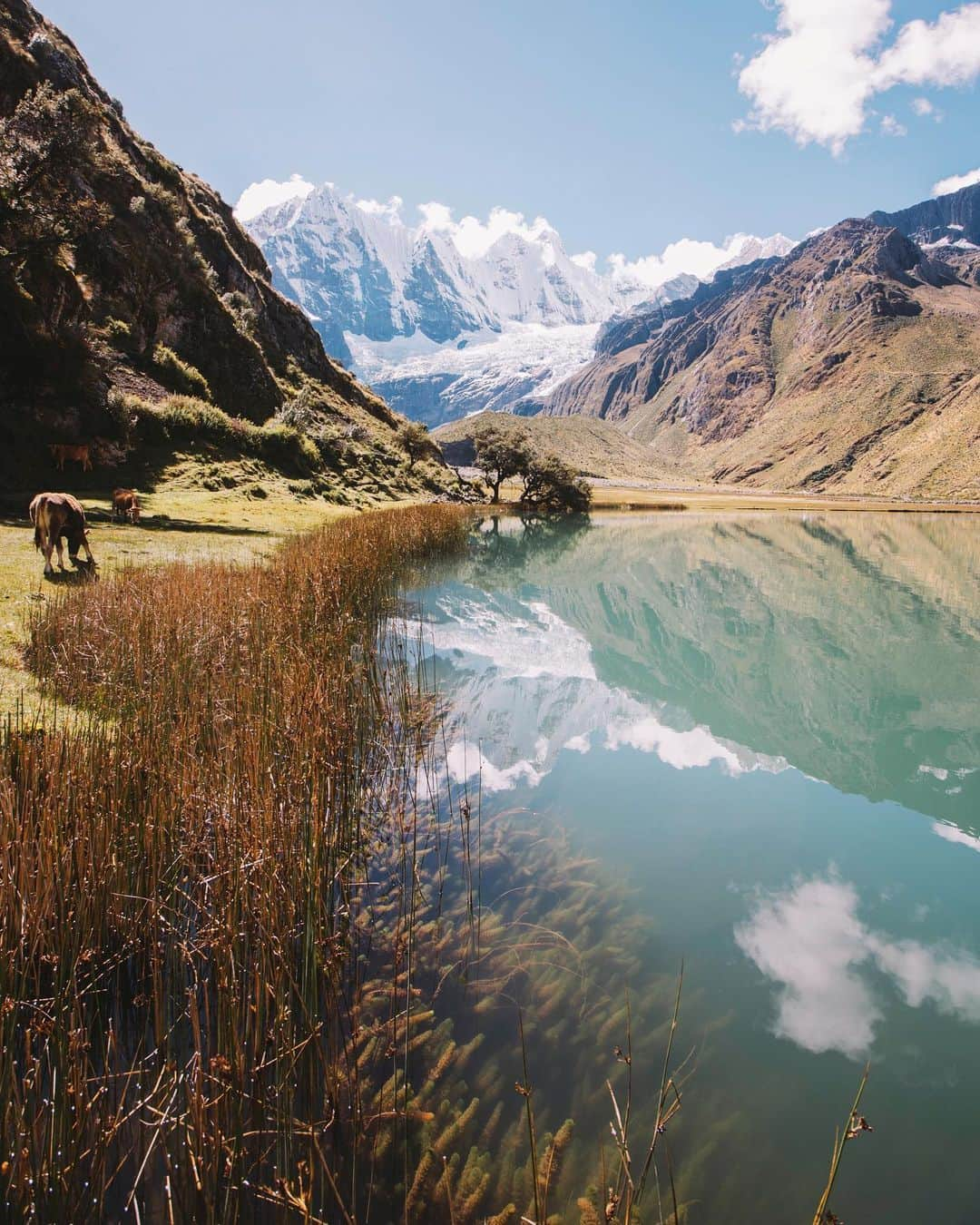 Alex Strohlさんのインスタグラム写真 - (Alex StrohlInstagram)「Landscapes of the Peruvian Andes 1/2  I remember being so drawn towards the vegetation of this part of the world. Every bush and every flower became a dream foreground for a photo. I don’t think I’ve ever shot so many bushes in a row!  Here are some of my favorites」5月4日 2時11分 - alexstrohl