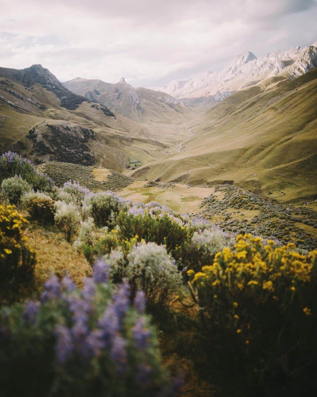 Alex Strohlのインスタグラム：「Landscapes of the Peruvian Andes 1/2  I remember being so drawn towards the vegetation of this part of the world. Every bush and every flower became a dream foreground for a photo. I don’t think I’ve ever shot so many bushes in a row!  Here are some of my favorites」