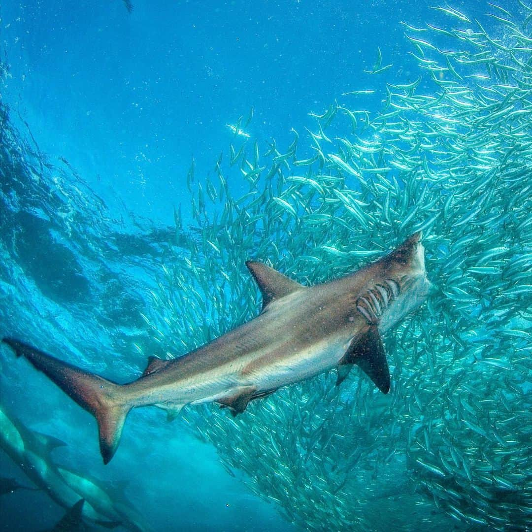 Thomas Peschakのインスタグラム：「A large bronze whaler shark rushes mouth agape through a baitball of sardines. It almost looks like the shark is inhaling the fish like a industrial strength vacuum cleaner. Photographing a baitball at close range is both a exhilarating and unnerving experience. I know I am NOT on the menu, but am treated just like any other shark attending this sardine banquet. I am head-butted, tail slapped and body slammed a dozens times. To make good images during such chaos one has simply get on with the task at hand and trust the sharks not to make a mistake. Sometimes that's easier said then done.... #sardinerun #southafrica #shark @natgeo #underwaterphotography #underwater #nikonambassador @nikoneurope」