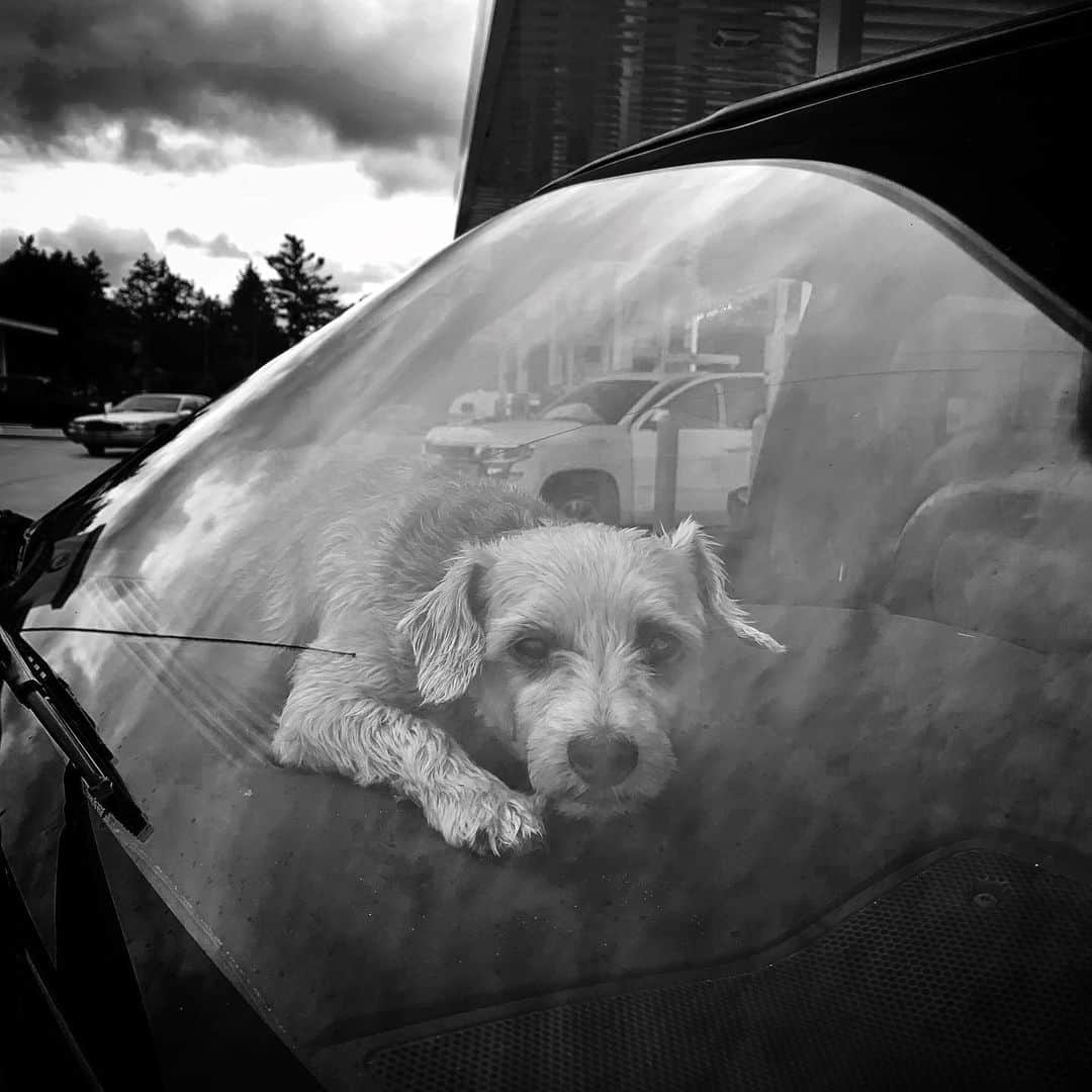 Keith Ladzinskiのインスタグラム：「I spotted this pup here napping on the warm dashboard under storming skies at a gas station. Serendipitous encounters like this are a big part of what makes photography so damn fun.」