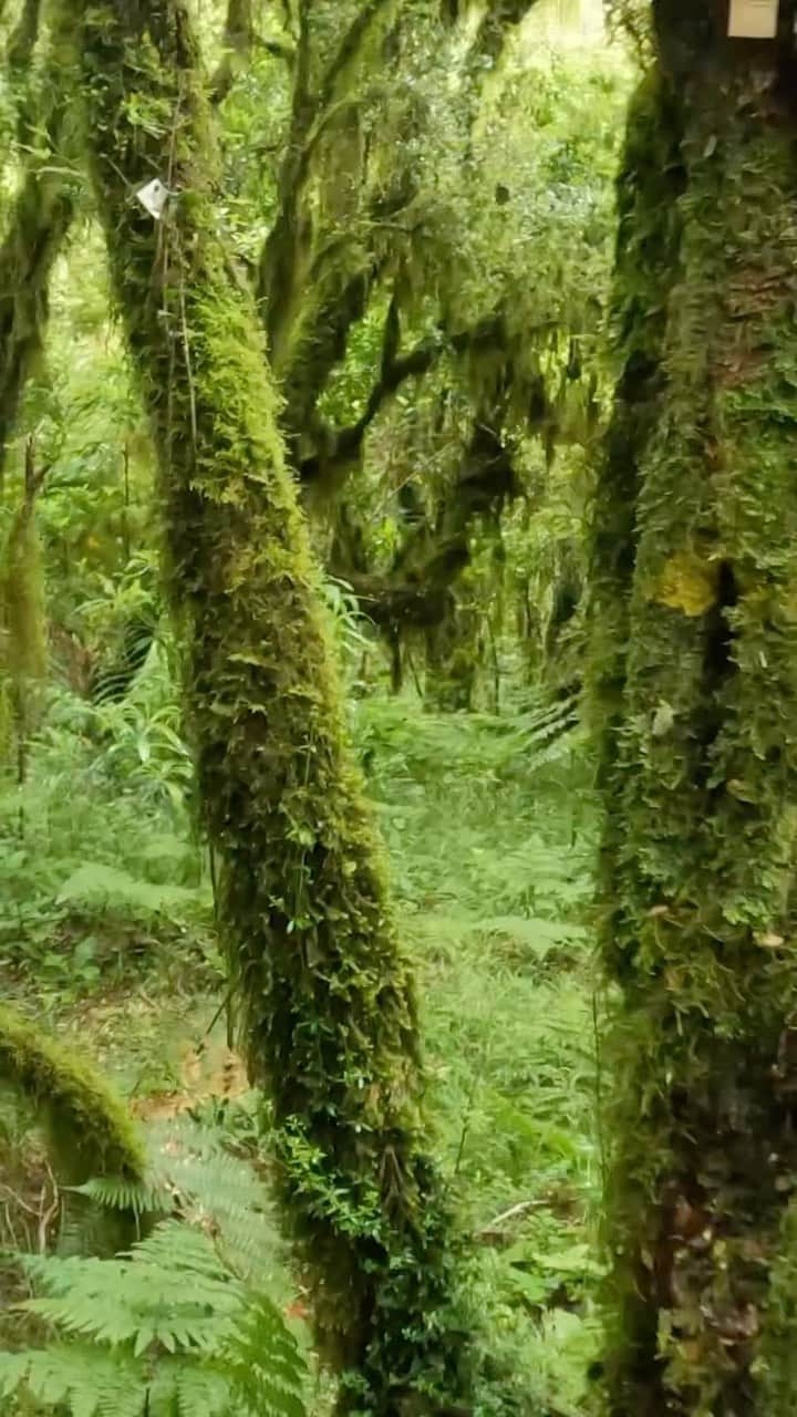 ニューヨーク植物園のインスタグラム