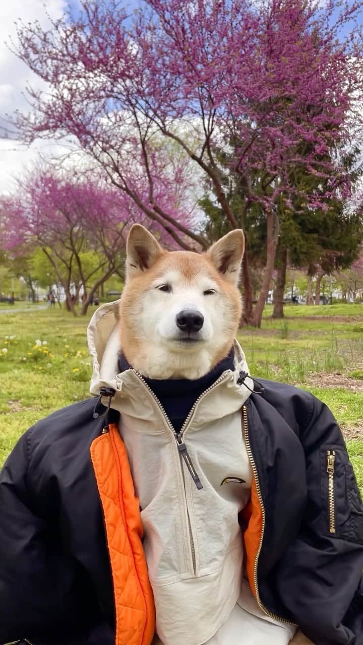 Menswear Dogのインスタグラム：「PSA Felt cute today and needed validation from the internets thank you for listening 👌🙏  #mensweardog #dogsofinstagram #dogfashion #stylishdogs #shibainu #shibasofinstagram #dogmodel #dogclothing #fashiondogs#dogoutfit #dogstagram #springstyle #tellmeilookgood」