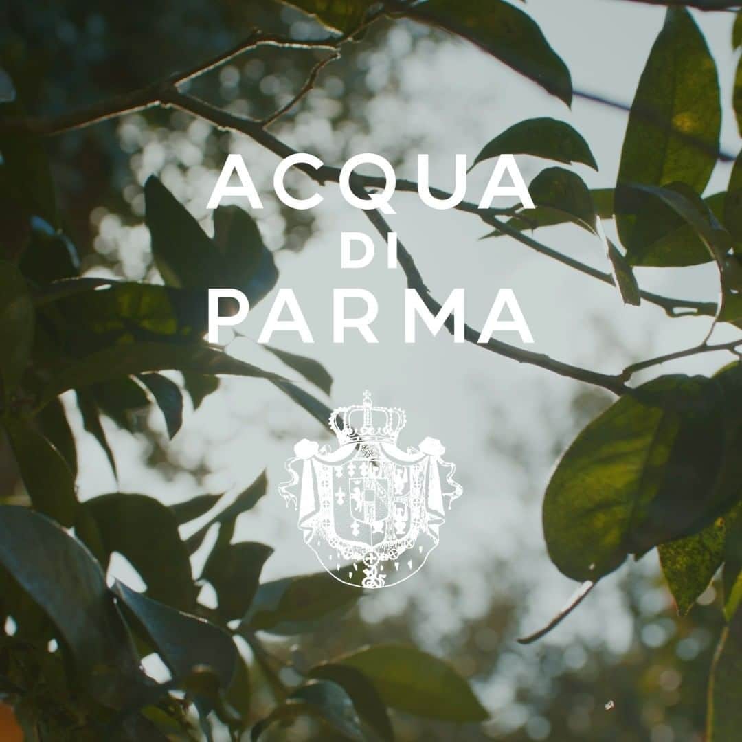 のインスタグラム：「A tale of people, expertise and aromas in a luminous Mediterranean embrace. Discover La Spugnatura,the time-honored Italian technique that captures the essence of Sicilian oranges in our latest fragrance, Arancia La Spugnatura.   #AcquadiParma #AranciaLaSpugnatura #LimitedEdition」