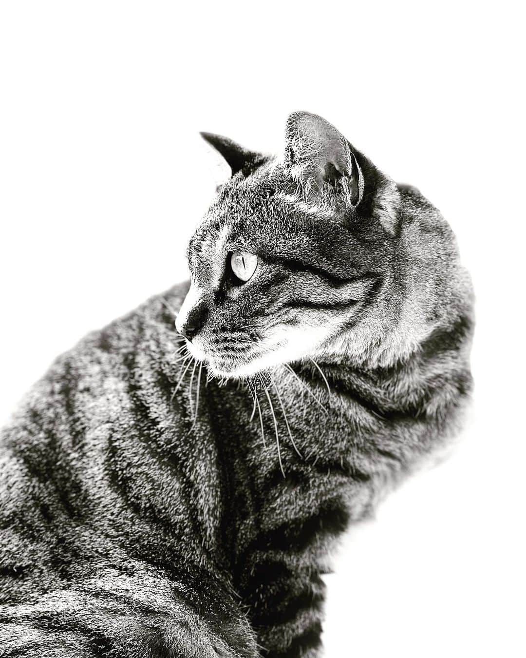 相原コージさんのインスタグラム写真 - (相原コージInstagram)「#ねこ　#キジトラ　#cat」5月4日 15時59分 - kojiaihara