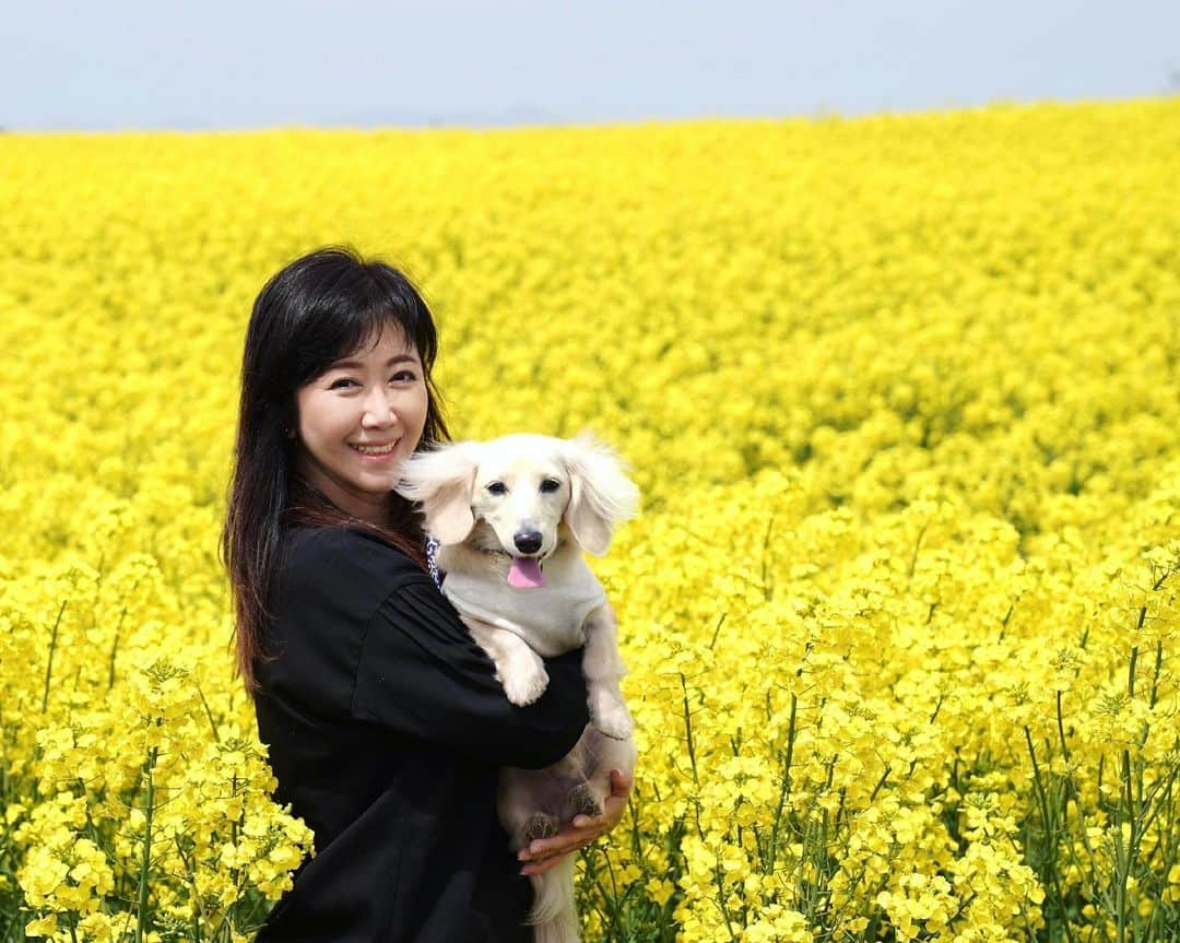 伍代夏子のインスタグラム：「朝早い新幹線で、りくと下北半島の別荘へやって来ました🚅 今日から5日間、リフレッシュ休暇をいただきます🥰 いつも立ち寄る横浜(青森県)の菜の花が今真っ盛りです😍 #下北半島 #山の暮らし #りくも一緒 #いつも一緒 #りく #mydog #mybelovedson #カニンヘンダックスフンド #短足部 #胴長短足犬倶楽部 #いぬすたぐらむ」