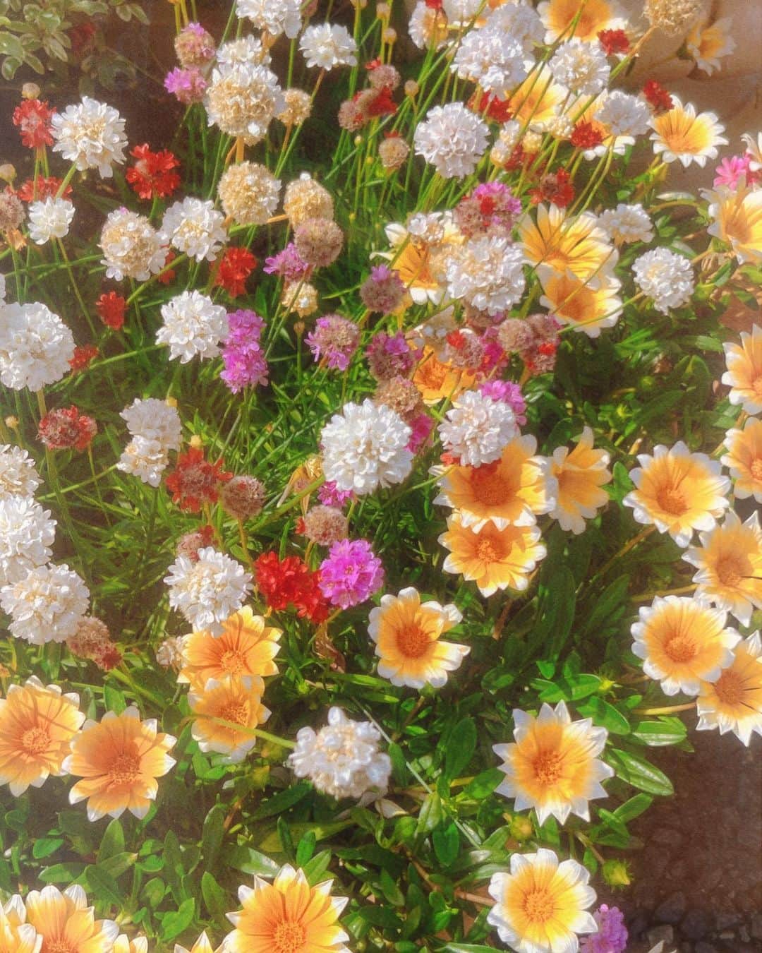 のインスタグラム：「🌷🌼」