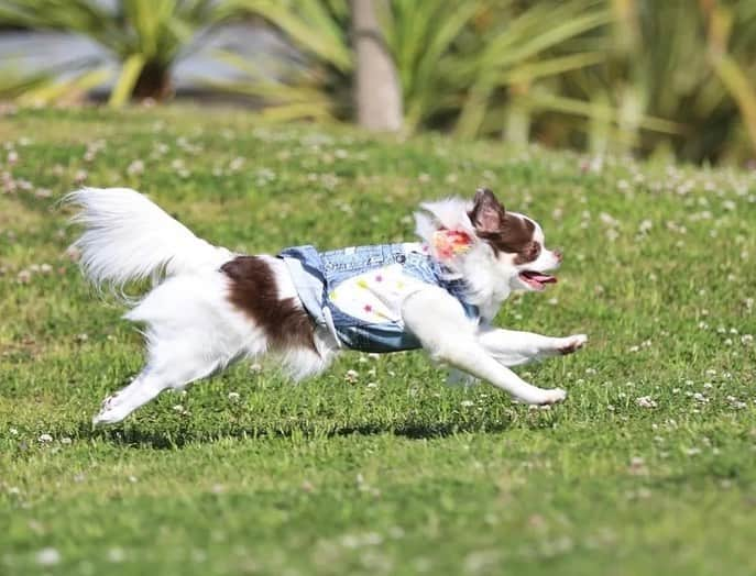 犬小屋??さんのインスタグラム写真 - (犬小屋??Instagram)「昨日から㊙️基地。 4泊５日。 初日から楽しそうなお姉さん達😍 そして、初日から憂鬱そうなだんな様てーす😓  #chihuahua #chihuahualife  #チワワ #チワワ多頭飼い #ゴールデンウィーク #ちわすたぐらむ  #ちわわ大好き  #canon #canon_photos  #ふしぎすたぐらむ  #だんなすたぐらむ  #キンダーガーテンアミ」5月4日 14時56分 - tiwa1109