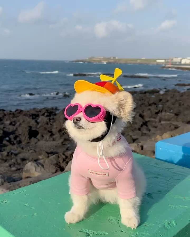 SHEINのインスタグラム：「Beach more, worry less 😎🐾🌞 @with_bokdanji  #SHEINinspo」