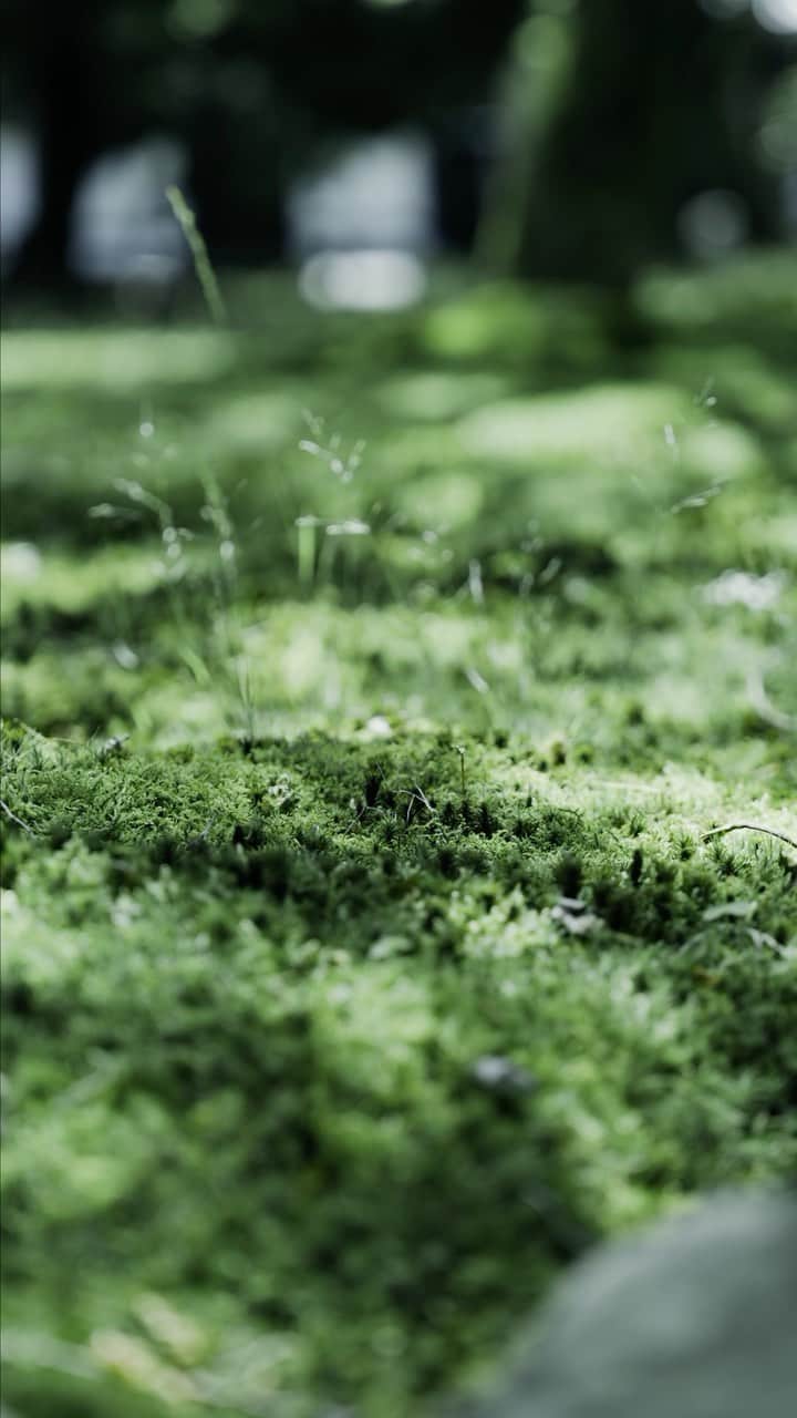 botanist officialのインスタグラム：「【音量ONにして、自然の映像をお楽しみください🌿✨】 今日は #みどりの日 🌱 自然に親しむと共にその恩恵に感謝し、豊かな心をはぐくむ日とされています。  私たちの生活は、食卓に並ぶ野菜や果物、植物由来の日用品など、自然から生まれたもので溢れています。 また植物を通して生き物と触れ合ったり、心が癒されたりと、大切なことを教えてくれる、かけがえのない存在です。  身近にある自然の恵みに感謝して、今日一日を過ごしてみるのはいかがでしょう♪  #今日は何の日 #BOTANIST #ボタニスト #botanicalbeauty」