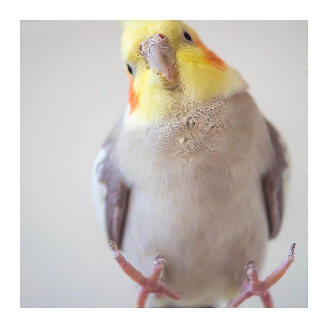 YURAPOi ゆらぽぃのインスタグラム：「best photo  http://www.ryoichisakai.com  #オカメインコ #ぽぃちゃん  ©︎ryoichisakai」