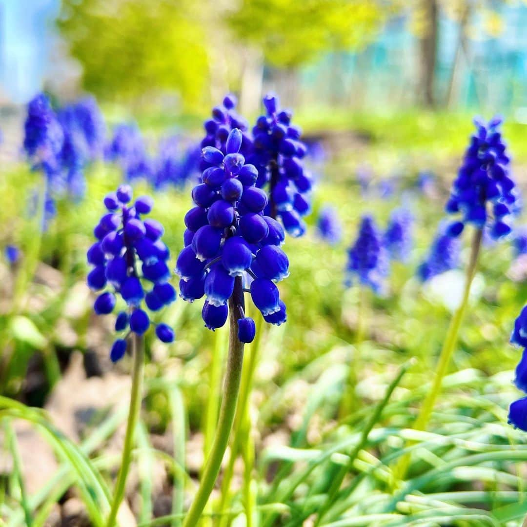 北広アキのインスタグラム：「朝のウォーキング中に春をみっけ☺️  チューリップ🌷も綺麗に咲いてる時期に脇役的に咲いてるムスカリ♪ ぶどう🍇みたいでカワイイ😊  #ムスカリ #脇役 #muscari  #花 #ウォーキング」