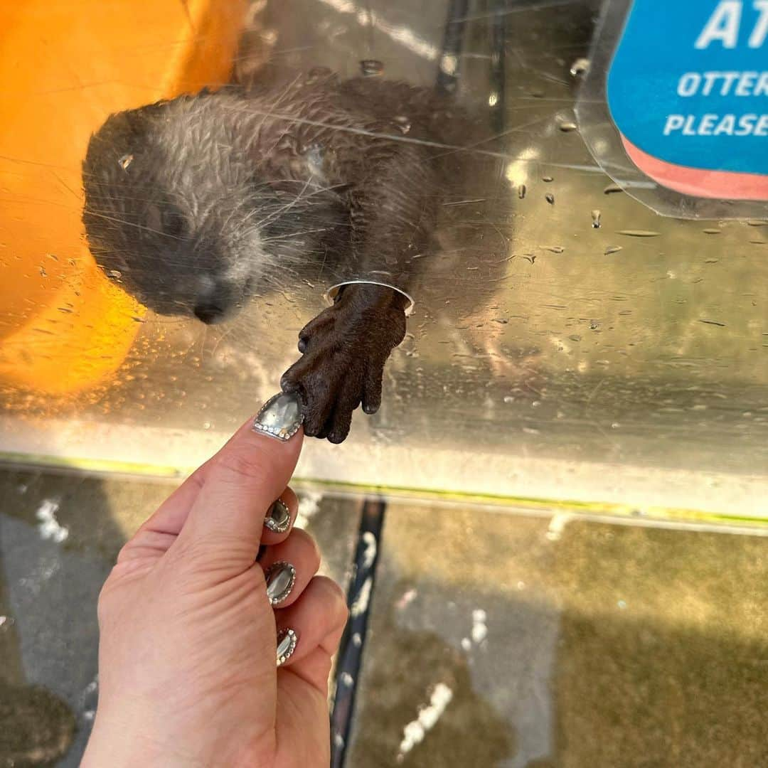 オランピアルタンさんのインスタグラム写真 - (オランピアルタンInstagram)「Coffee and hedgehogs with my best friend @iam.cocoro 🦔💕☕️ and her beautiful mama @uakimoto 🏩 Oh and I high fived an otter too 🥰🦦✋🏻 #harinezumi #kawauso #totorolatte」5月4日 7時21分 - olympialetan