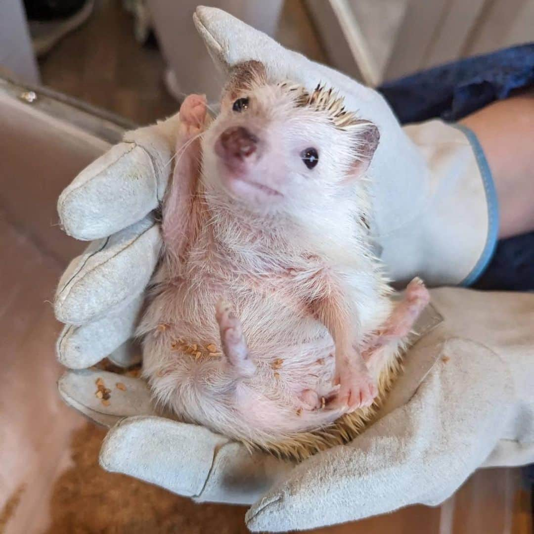 オランピアルタンさんのインスタグラム写真 - (オランピアルタンInstagram)「Coffee and hedgehogs with my best friend @iam.cocoro 🦔💕☕️ and her beautiful mama @uakimoto 🏩 Oh and I high fived an otter too 🥰🦦✋🏻 #harinezumi #kawauso #totorolatte」5月4日 7時21分 - olympialetan