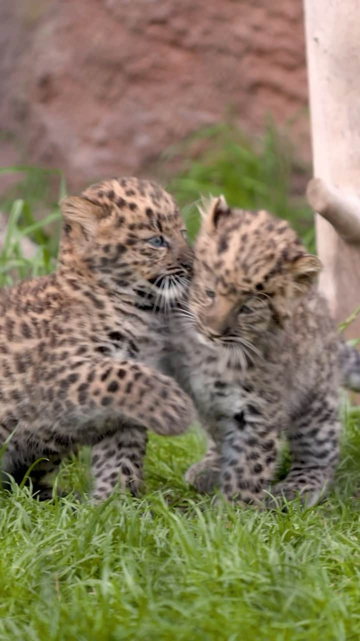 San Diego Zooのインスタグラム：「The 3 P’s of being a cub: paws, pounce, pester 🐾  #LeopardDay #AmurLeopard #BigCat #SanDiegoZoo」