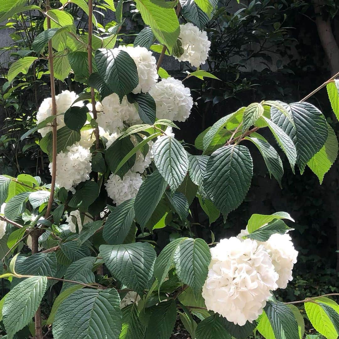 井山三希子さんのインスタグラム写真 - (井山三希子Instagram)「・ 凸型作業から凹型の仕上げ 庭の紫陽花とオクラが一つ」5月4日 8時05分 - nikoyagi