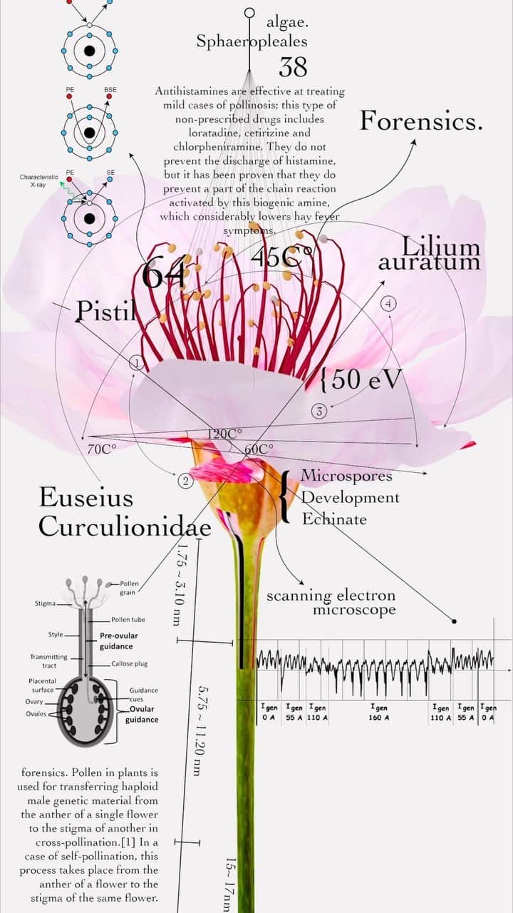 東信のインスタグラム：「New Anatomical chart  @azumamakoto_graphiccenter  @yamada_haruka_    This artwork is modern version of botanical portraits.  Along with vivid visuals created by shooting real flowers and turning them into 3D models, it provides detailed descriptions of plant morphology, internal cell structure, flowering physiology, pigments, aromatic components, and genetic information using chemical formulas and diagrams.  This is an attempt to remove the veil that plants wear, analyze them, and describe them in universal language.   There are countless diverse species of plants on Earth, and new species are still being discovered while cultivated varieties continue to be developed.  We humans try to understand them better by classifying and naming them. However, the appearance of flowers that we usually see is just superficial.  Looking at flowers through the filter of science allows us to see them from different perspective.   Life has the flexibility to constantly change due to the combination of predetermined genetic programs and environmental factors.  By breaking down the life activities of plants into molecular-level information, we are trying to reveal the essence of the beauty and vitality that plants possess, created by that exquisite balance. We want to understand more deeply about the beautiful pioneer, flowers.    この作品は、現代版の植物の肖像画です。 実物の花を撮影して3Dモデルに変換した鮮やかなビジュアルとともに、植物の形態、細胞の内部構造、開花生理、色素、香気成分、遺伝情報などを化学式や図式で詳述しています。 これは、植物が身にまとうベールを取り除き、分析し、普遍的な言葉で記述しようとする試みです。   地球上には数えきれないほど多様な植物種が存在し、今も新種が発見され続け、また栽培品種が生み出され続けています。 私たち人間はそれら植物を分類し、名前を付けることで、より理解しやすくしようとしています。 しかし、私たちが普段目にする花の姿は、表面的なものに過ぎません。 科学というフィルターを通して花を見ることで、また異なる視点で花を見ることができます。   生命は、遺伝子という予め定められたプログラムと、環境という変動要素との組み合わせによって、常に変化し続ける柔軟性を有しています。 植物の生命活動を分子レベルの情報まで分解することで、その精巧なバランスによって生み出された、植物が持つ美しさや生命力の本質をあぶり出そうとしています。 私たちは、花という美しい先駆者について、もっと深く解りたいのです。  #azumamakoto  #shiinokishunsuke  #amkk #azumamakotographiccenter #newanatomicalchart #現代版花解剖図 #東信 #東信花樹研究所」