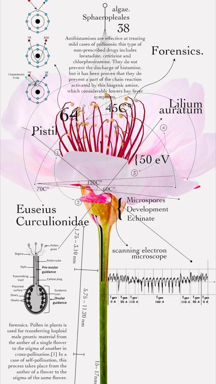 東信のインスタグラム：「New Anatomical chart  @azumamakoto_graphiccenter  @yamada_haruka_    This artwork is modern version of botanical portraits.  Along with vivid visuals created by shooting real flowers and turning them into 3D models, it provides detailed descriptions of plant morphology, internal cell structure, flowering physiology, pigments, aromatic components, and genetic information using chemical formulas and diagrams.  This is an attempt to remove the veil that plants wear, analyze them, and describe them in universal language.   There are countless diverse species of plants on Earth, and new species are still being discovered while cultivated varieties continue to be developed.  We humans try to understand them better by classifying and naming them. However, the appearance of flowers that we usually see is just superficial.  Looking at flowers through the filter of science allows us to see them from different perspective.   Life has the flexibility to constantly change due to the combination of predetermined genetic programs and environmental factors.  By breaking down the life activities of plants into molecular-level information, we are trying to reveal the essence of the beauty and vitality that plants possess, created by that exquisite balance. We want to understand more deeply about the beautiful pioneer, flowers.    この作品は、現代版の植物の肖像画です。 実物の花を撮影して3Dモデルに変換した鮮やかなビジュアルとともに、植物の形態、細胞の内部構造、開花生理、色素、香気成分、遺伝情報などを化学式や図式で詳述しています。 これは、植物が身にまとうベールを取り除き、分析し、普遍的な言葉で記述しようとする試みです。   地球上には数えきれないほど多様な植物種が存在し、今も新種が発見され続け、また栽培品種が生み出され続けています。 私たち人間はそれら植物を分類し、名前を付けることで、より理解しやすくしようとしています。 しかし、私たちが普段目にする花の姿は、表面的なものに過ぎません。 科学というフィルターを通して花を見ることで、また異なる視点で花を見ることができます。   生命は、遺伝子という予め定められたプログラムと、環境という変動要素との組み合わせによって、常に変化し続ける柔軟性を有しています。 植物の生命活動を分子レベルの情報まで分解することで、その精巧なバランスによって生み出された、植物が持つ美しさや生命力の本質をあぶり出そうとしています。 私たちは、花という美しい先駆者について、もっと深く解りたいのです。  #azumamakoto  #shiinokishunsuke  #amkk #azumamakotographiccenter #newanatomicalchart #現代版花解剖図 #東信 #東信花樹研究所」