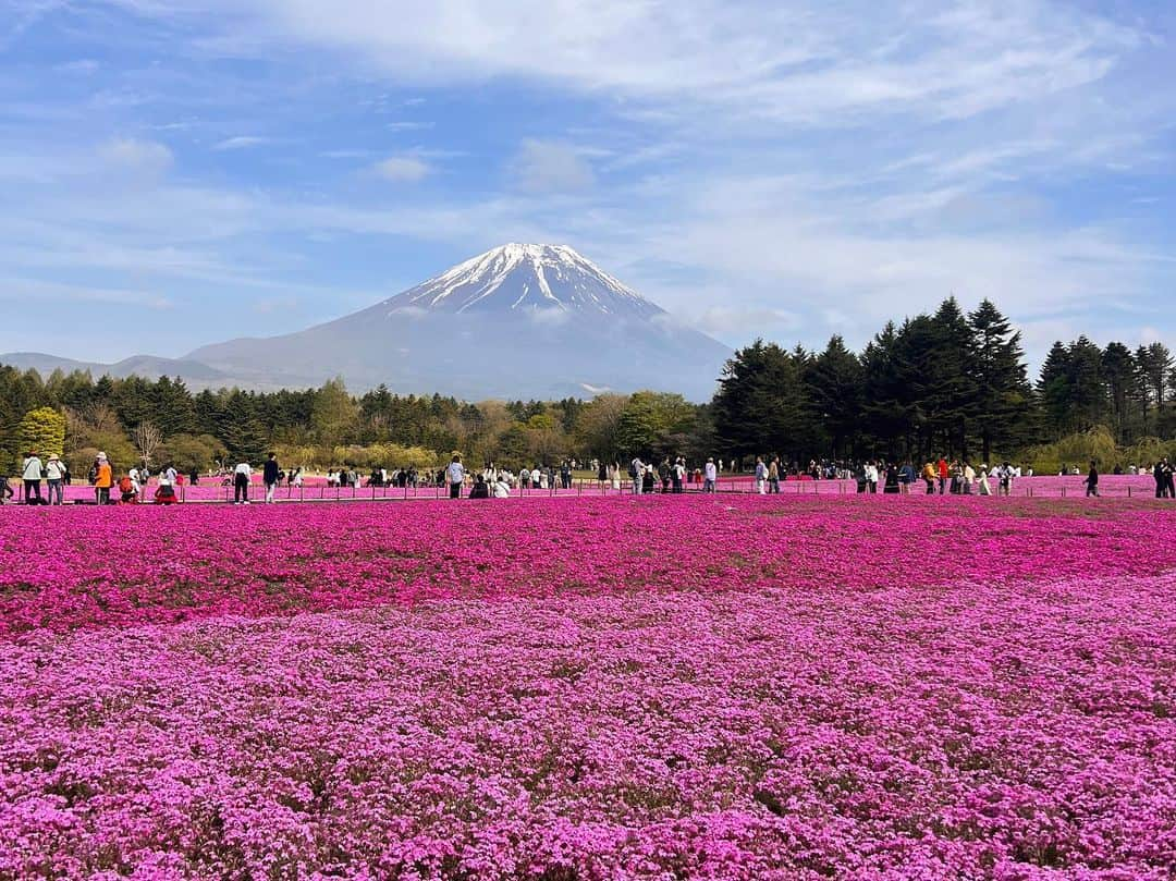 シドニー・シエロタさんのインスタグラム写真 - (シドニー・シエロタInstagram)「I will never get over how beautiful this was 😭🌸🌷🎀💖🫶🏻  #mtfuji」5月4日 8時13分 - sydneysierota