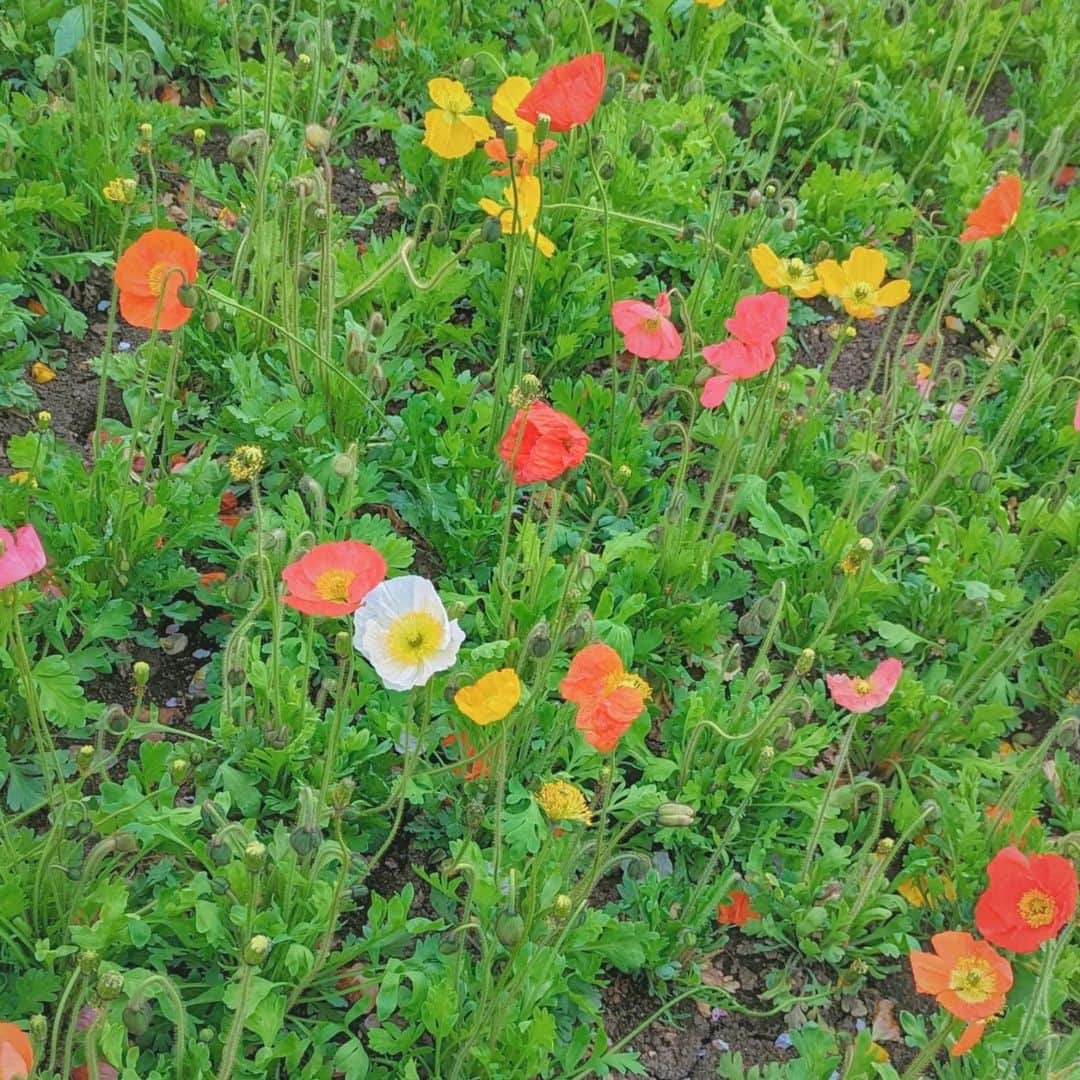 松山メアリさんのインスタグラム写真 - (松山メアリInstagram)「good morning☀  #アイスランドポピー  #ポピー#poppy #flowers」5月4日 8時17分 - marymatsuyama_official