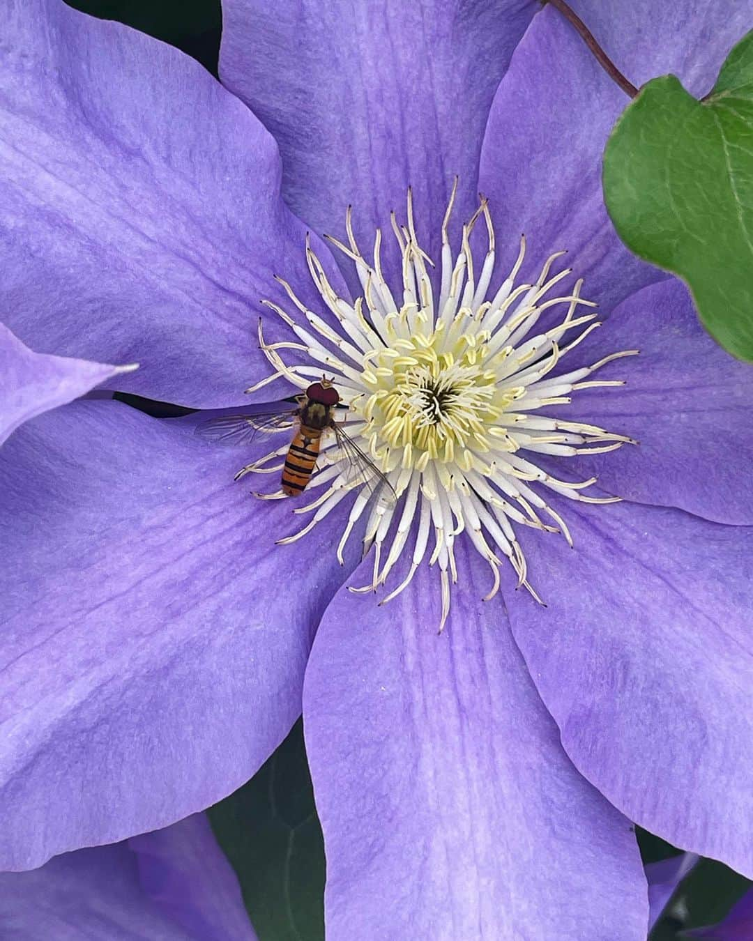 おすずのインスタグラム：「5月の澄んだ風と  お花たちの香りで  とってもきもち良い🌷🐝🧚‍♂️」