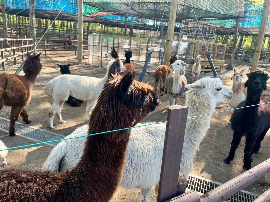 依田司さんのインスタグラム写真 - (依田司Instagram)「5月4日（木） 栃木県にある『那須りんどう湖ファミリー牧場』から。 ここは、広大な敷地と自然をいかしたテーマパークで、動物と触れ合ったり、アトラクションを楽しめます。 なかでも人気なのが、３月にオープンした「空中アルパカツアー　あるぱーく」。 ジャンプしたり、ボール遊びを楽しむ空中ネットアスレチックの下に、なんとアルパカがいるんです。今年３月に閉園した「那須アルパカ牧場」からおよそ１７０頭の飼育を引き受け、多くの方々に触れ合ってもらえないかと考えたそう。 アスレチックのなかには、アルパカに餌やりを体験できるエリアもあります。 因みに、夏を前にして毛狩りをするため、 いまが一番モフモフのアルパカに会える時期なんです。グルメも充実。パテ2倍、厚切りベーコン2倍、チーズ2倍のバーガーにチャレンジしてみては？！。  #那須高原りんどう湖ファミリー牧場 #ALDIES #アールディーズ #依田さん #依田司 #お天気検定 #テレビ朝日 #グッドモーニング #気象予報士 #お天気キャスター #森林インストラクター #グリーンセイバーアドバンス #プロジェクトワイルド #IPCC伝導者 #japan #japantrip #japantravel #unknownjapan #japanAdventure #japanlife #lifeinjapan #instagramjapan #instajapan #療癒 #ilovejapan #weather #weathercaster #weatherforecast」5月4日 8時47分 - tsukasa_yoda