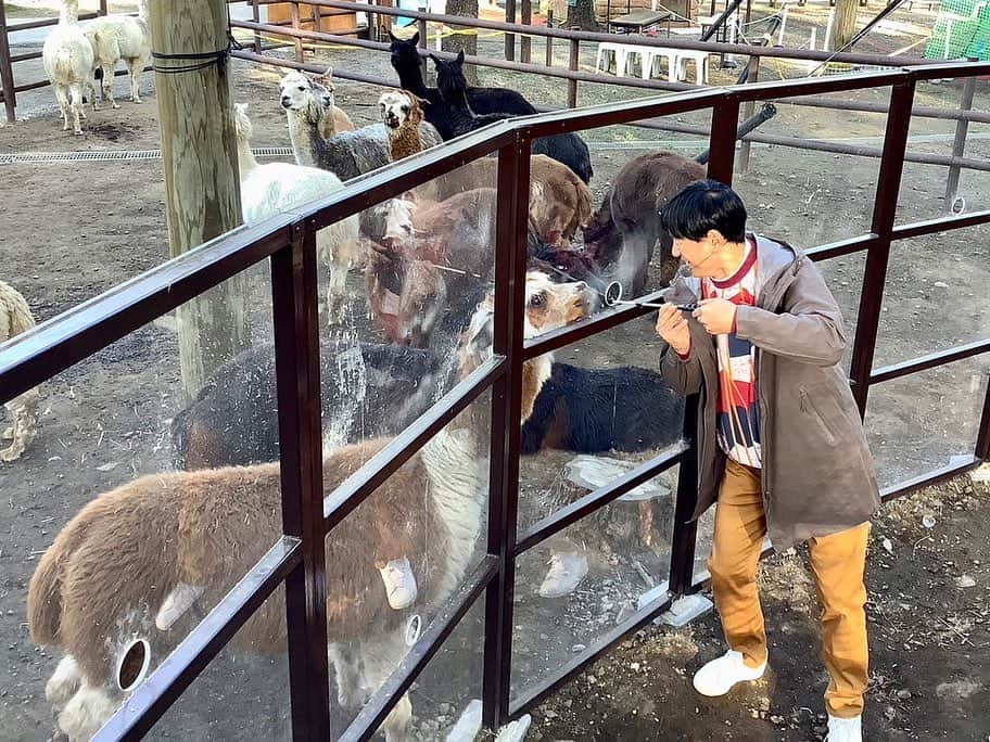 依田司さんのインスタグラム写真 - (依田司Instagram)「5月4日（木） 栃木県にある『那須りんどう湖ファミリー牧場』から。 ここは、広大な敷地と自然をいかしたテーマパークで、動物と触れ合ったり、アトラクションを楽しめます。 なかでも人気なのが、３月にオープンした「空中アルパカツアー　あるぱーく」。 ジャンプしたり、ボール遊びを楽しむ空中ネットアスレチックの下に、なんとアルパカがいるんです。今年３月に閉園した「那須アルパカ牧場」からおよそ１７０頭の飼育を引き受け、多くの方々に触れ合ってもらえないかと考えたそう。 アスレチックのなかには、アルパカに餌やりを体験できるエリアもあります。 因みに、夏を前にして毛狩りをするため、 いまが一番モフモフのアルパカに会える時期なんです。グルメも充実。パテ2倍、厚切りベーコン2倍、チーズ2倍のバーガーにチャレンジしてみては？！。  #那須高原りんどう湖ファミリー牧場 #ALDIES #アールディーズ #依田さん #依田司 #お天気検定 #テレビ朝日 #グッドモーニング #気象予報士 #お天気キャスター #森林インストラクター #グリーンセイバーアドバンス #プロジェクトワイルド #IPCC伝導者 #japan #japantrip #japantravel #unknownjapan #japanAdventure #japanlife #lifeinjapan #instagramjapan #instajapan #療癒 #ilovejapan #weather #weathercaster #weatherforecast」5月4日 8時47分 - tsukasa_yoda